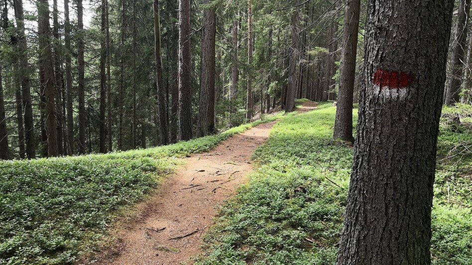 Singletrail Vorberg Trail | 601 - Touren-Impression #2.2 | © Erlebnisregion Schladming-Dachstein