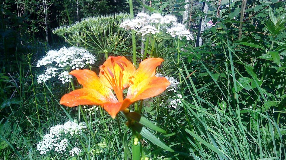 Hiking route Mariazeller EYE VIEWS: Hike on the Bürgeralpe - Touren-Impression #2.6 | © TV Hochsteiermark