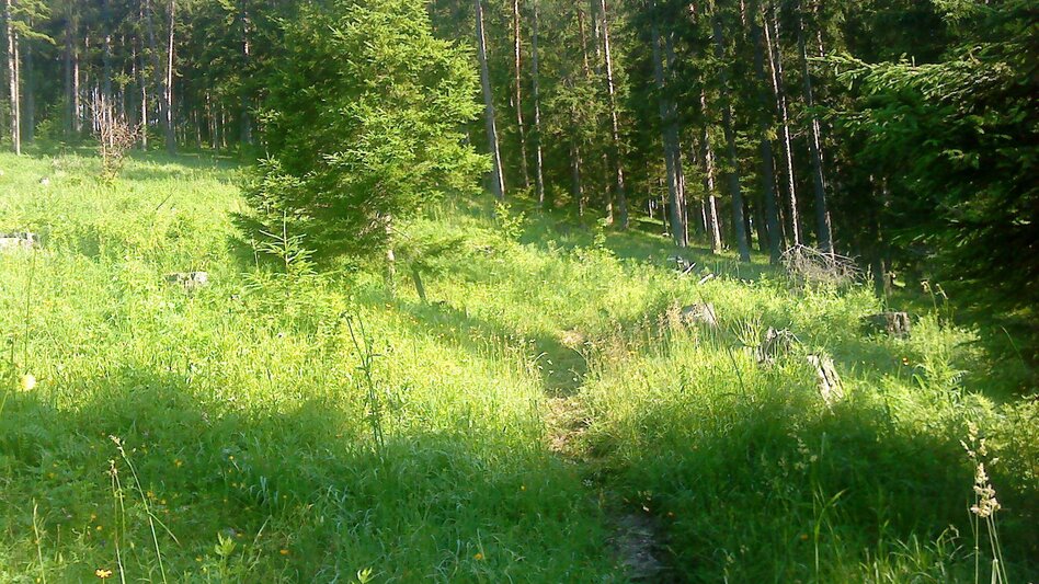 Hiking route Hike to the Bürgeralpe via the Stehralm - Touren-Impression #2.5 | © TV Hochsteiermark
