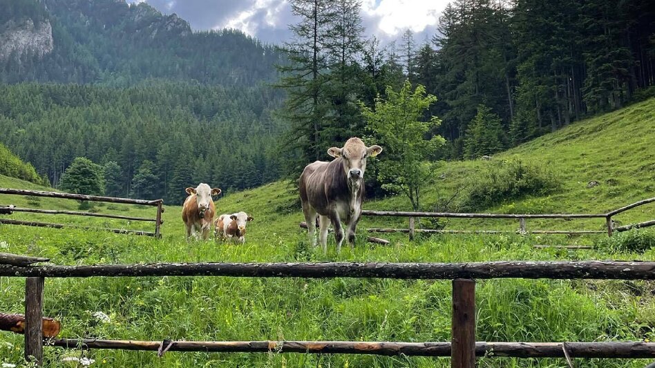 Mountainbike Hirnalm Runde - Touren-Impression #2.7 | © Tourismusverband ERZBERG LEOBEN