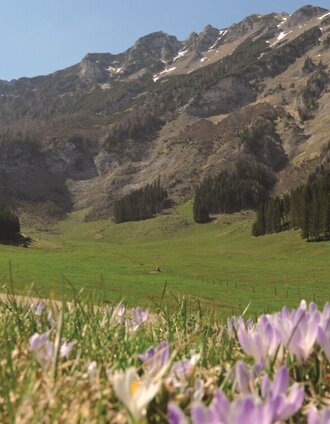 Hirnalm | Ute Gurdet | © Kastner & Partner