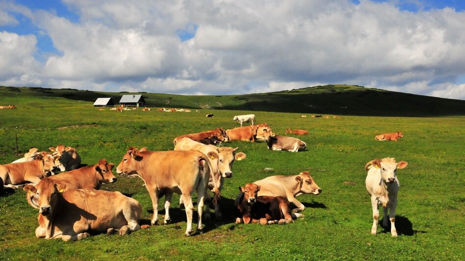 Hiking route Family hike to Schneealm in the Mürzer Oberland Nature Park - Touren-Impression #2.5 | © TV Hochsteiermark
