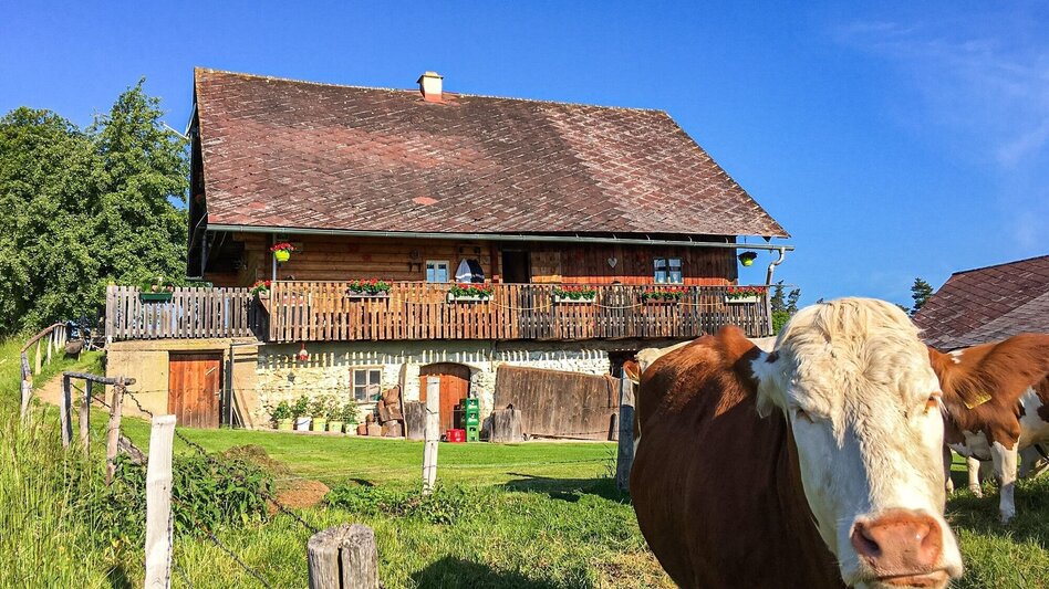 Mountain Biking Remschniggalm - wine, alpine pasture and more. - Touren-Impression #2.2 | © Südsteiermark