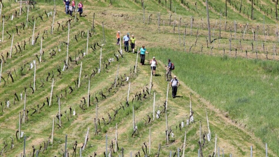 Nordic Walking Nordic Walking Vinotour - Gelbe Strecke - Touren-Impression #2.1 | © TV Die Südsteirische Weinstraße/Ulrike Elsneg