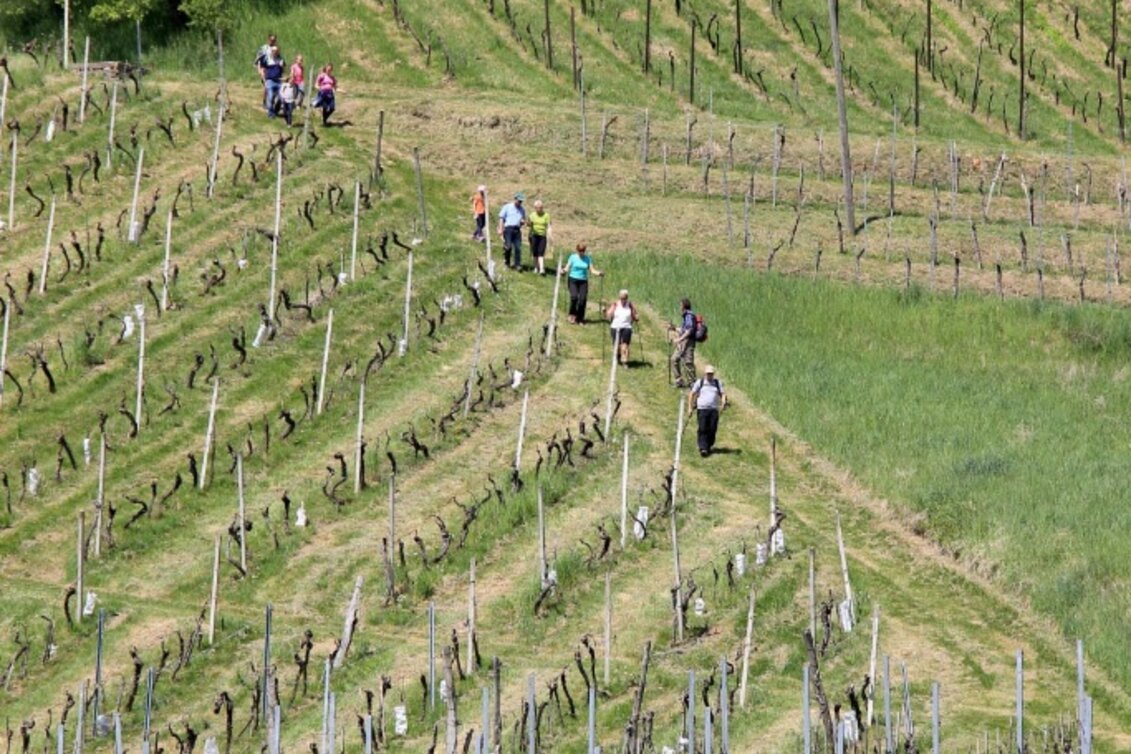 Nordic Walking Nordic Walking Vinotour - Gelbe Strecke - Touren-Impression #1 | © TV Die Südsteirische Weinstraße/Ulrike Elsneg