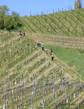 Vintour | © TV Die Südsteirische Weinstraße/Ulrike Elsneg