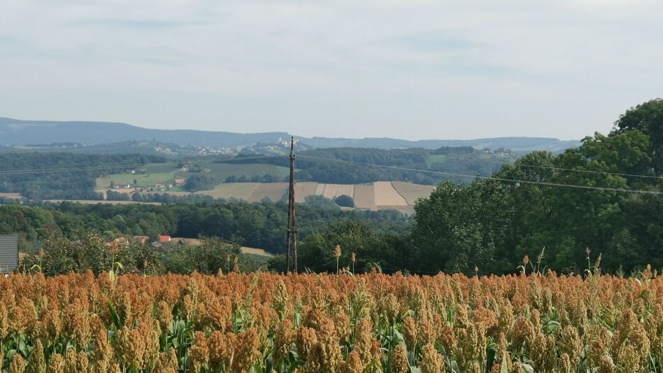 Hiking route Prof.-Frede-Strohmeier-Way - Touren-Impression #2.11 | © Erlebnisregion Thermen- & Vulkanland
