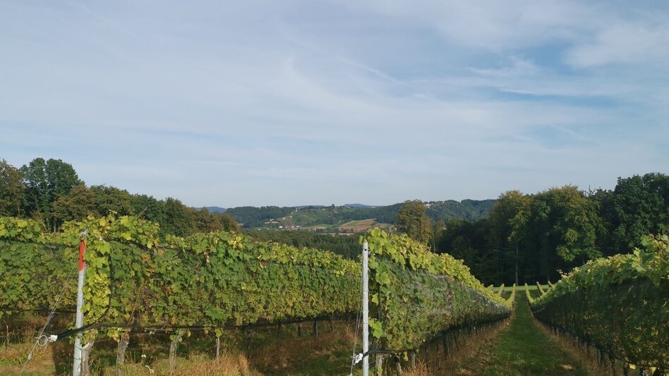 Hiking route Prof.-Frede-Strohmeier-Way - Touren-Impression #2.20 | © Thermen- & Vulkanland