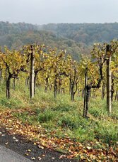 Wir wandern am Höhenrücken entlang | © Thermen- & Vulkanland | Weges OG | © Thermen- & Vulkanland