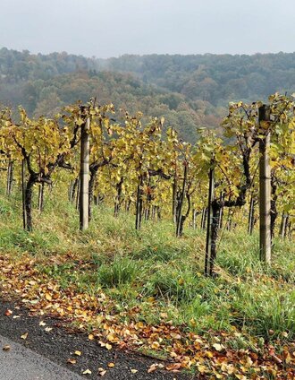 Wir wandern am Höhenrücken entlang | Weges OG | © Thermen- & Vulkanland