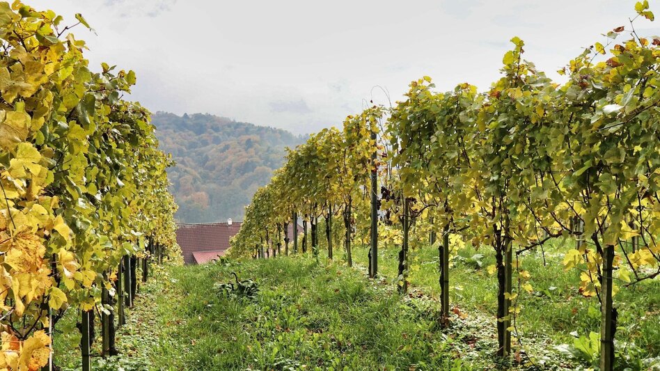 Hiking route Wine & Tower Trail (Wein- & Turmweg) - Touren-Impression #2.3 | © Thermen- & Vulkanland