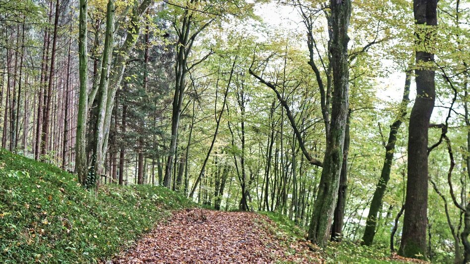 Hiking route Wine & Tower Trail (Wein- & Turmweg) - Touren-Impression #2.11 | © Thermen- & Vulkanland