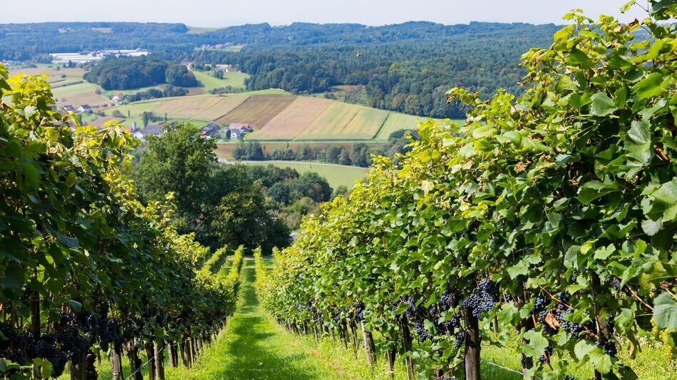 Hiking route Wine & Tower Trail (Wein- & Turmweg) - Touren-Impression #2.13 | © Erlebnisregion Thermen- & Vulkanland