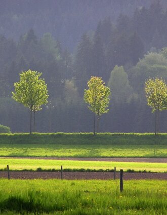 Auf dem Weg | Manfred Polansky | © Marktgemeinde Langenwang