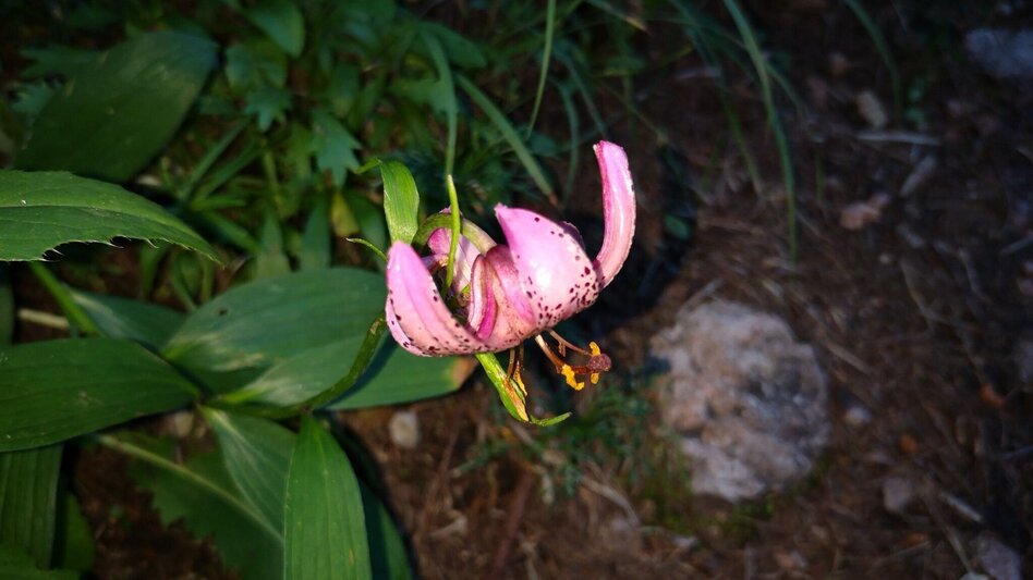 Bergtour Über den Amaliensteig auf die Rax im Naturpark Mürzer Oberland - Touren-Impression #2.5 | © TV Hochsteiermark