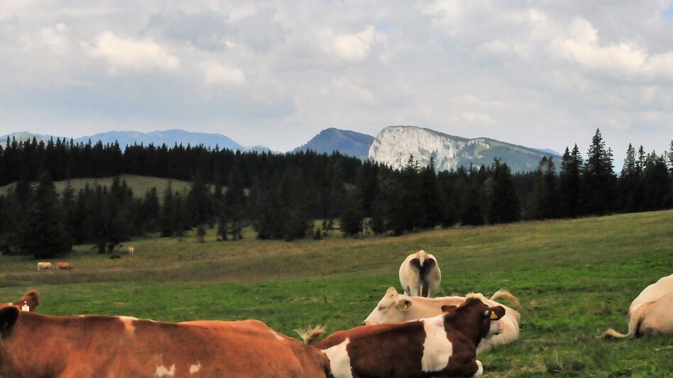 Hiking route Imperial hike to the Hinteralm in the Mürzer Oberland Nature Park - Touren-Impression #2.5 | © TV Hochsteiermark