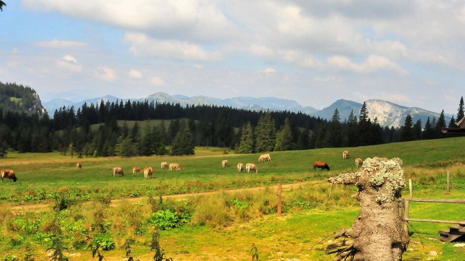 Hiking route Imperial hike to the Hinteralm in the Mürzer Oberland Nature Park - Touren-Impression #2.7 | © TV Hochsteiermark