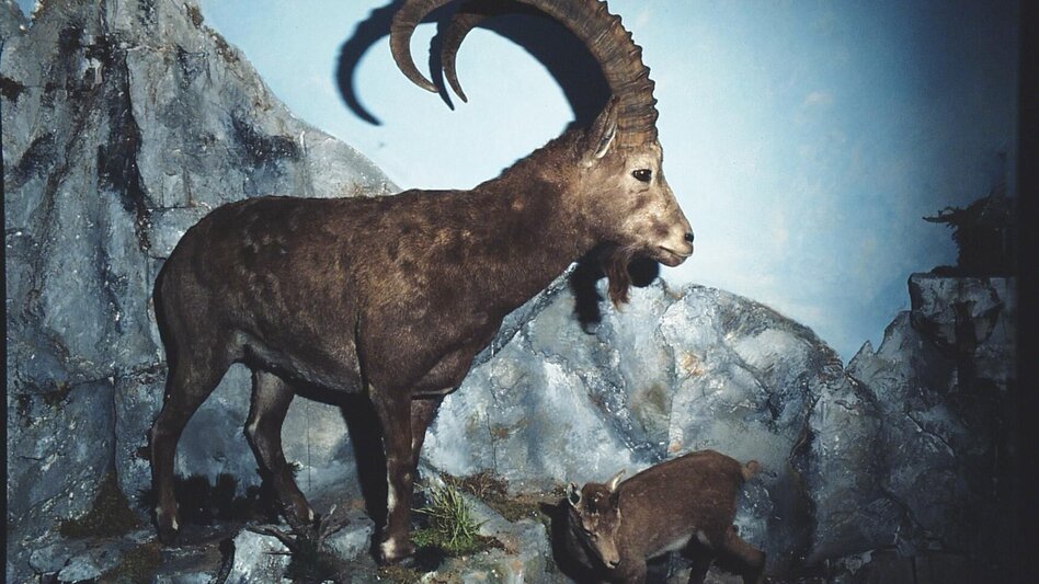 Hiking route Via the "Farfel" to Schneealm and Rauhenstein in the Mürzer Oberland Nature Park - Touren-Impression #2.11 | © TV Hochsteiermark