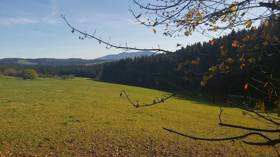 Bike Riding FamilyBike-Wadlzwicker loop, Wenigzell - Touren-Impression #2.11 | © Oststeiermark Tourismus