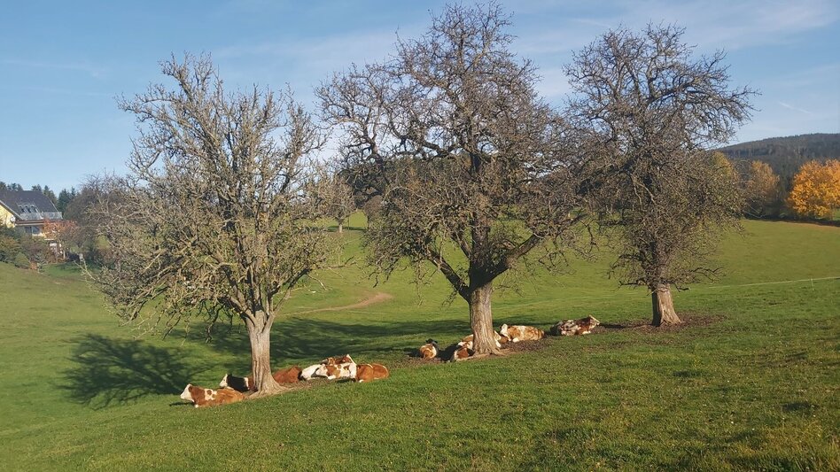 Bike Riding FamilyBike-Wadlzwicker loop, Wenigzell - Touren-Impression #2.12 | © Oststeiermark Tourismus