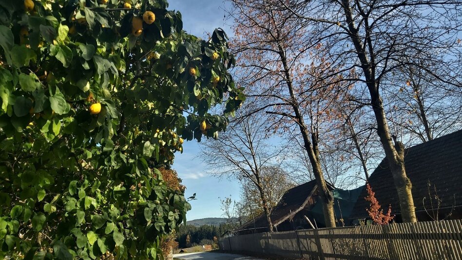 Bike Riding FamilyBike-Wadlzwicker loop, Wenigzell - Touren-Impression #2.9 | © Oststeiermark Tourismus