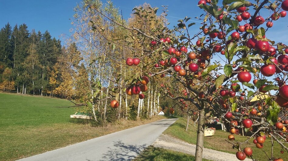 Bike Riding FamilyBike-Wadlzwicker loop, Wenigzell - Touren-Impression #2.13 | © Oststeiermark Tourismus