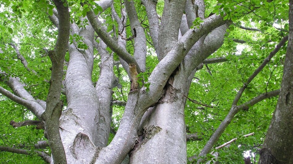 Wanderung Dreibuchen-Reuterkogelrunde - Touren-Impression #2.1 | © Tourismusverband Murau