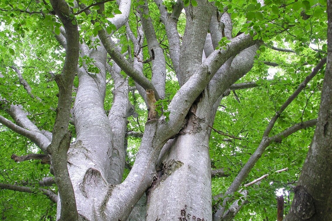 Wanderung Dreibuchen-Reuterkogelrunde - Touren-Impression #1 | © Tourismusverband Murau
