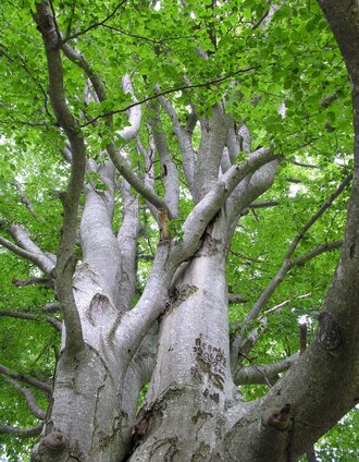 Drei Buchen | Tourismusverband Murau | © Tourismusverband Murau