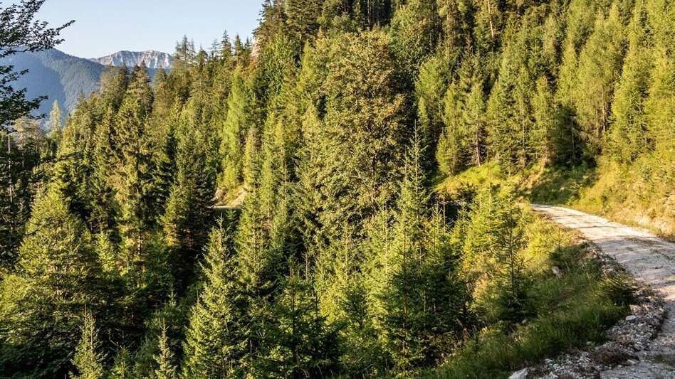 Mountain Biking Wildalpen-Krumpenrunde - Touren-Impression #2.3 | © TV Gesäuse