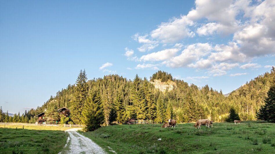 Mountain Biking Wildalpen-Krumpenrunde - Touren-Impression #2.9 | © TV Gesäuse