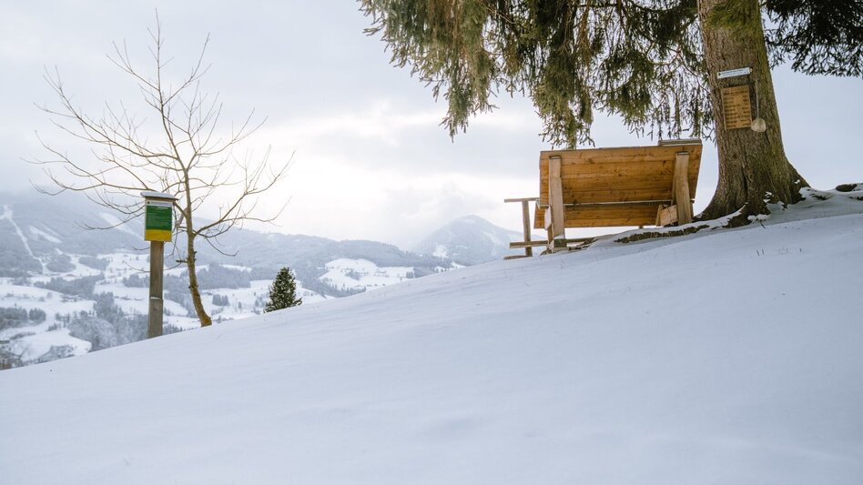 Winter Hiking Winter hike tree horoscope trail (Baumhorosokopweg) - Touren-Impression #2.3 | © Erlebnisregion Schladming-Dachstein