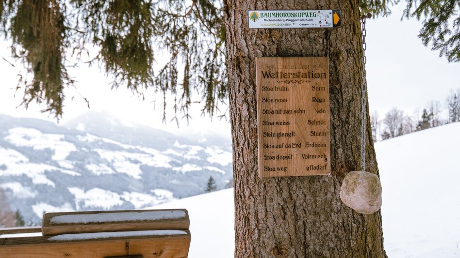 Winter Hiking Winter hike tree horoscope trail (Baumhorosokopweg) - Touren-Impression #2.4 | © Erlebnisregion Schladming-Dachstein