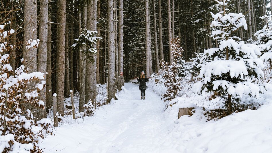 Winter Hiking Winter hike tree horoscope trail (Baumhorosokopweg) - Touren-Impression #2.7 | © Erlebnisregion Schladming-Dachstein