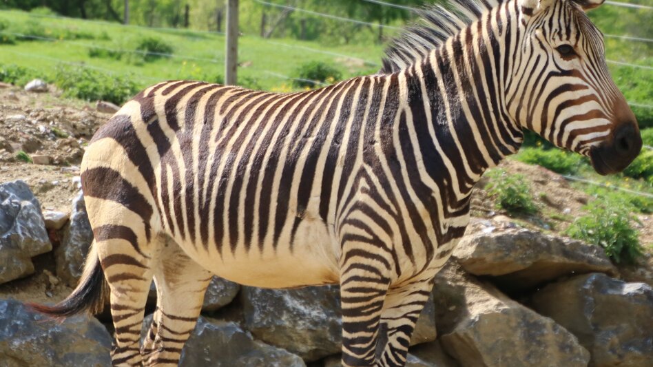 Bike Riding Discovery Tour 3 - Bad Waltersdorf / Fürstenfeld / Großsteinbach/ Kaindorf / Bad Waltersdorf - Touren-Impression #2.3 | © Oststeiermark Tourismus