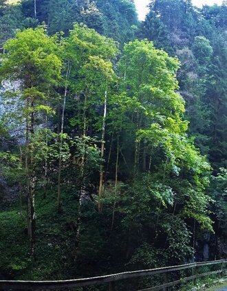 Wasserfall Totes Weib | Andreas Steininger | © TV Hochsteiermark