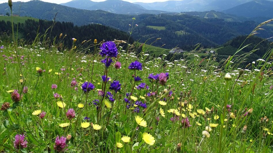 Hiking route Steinplan starting Oberkamper - Touren-Impression #2.1 | © Weges OG