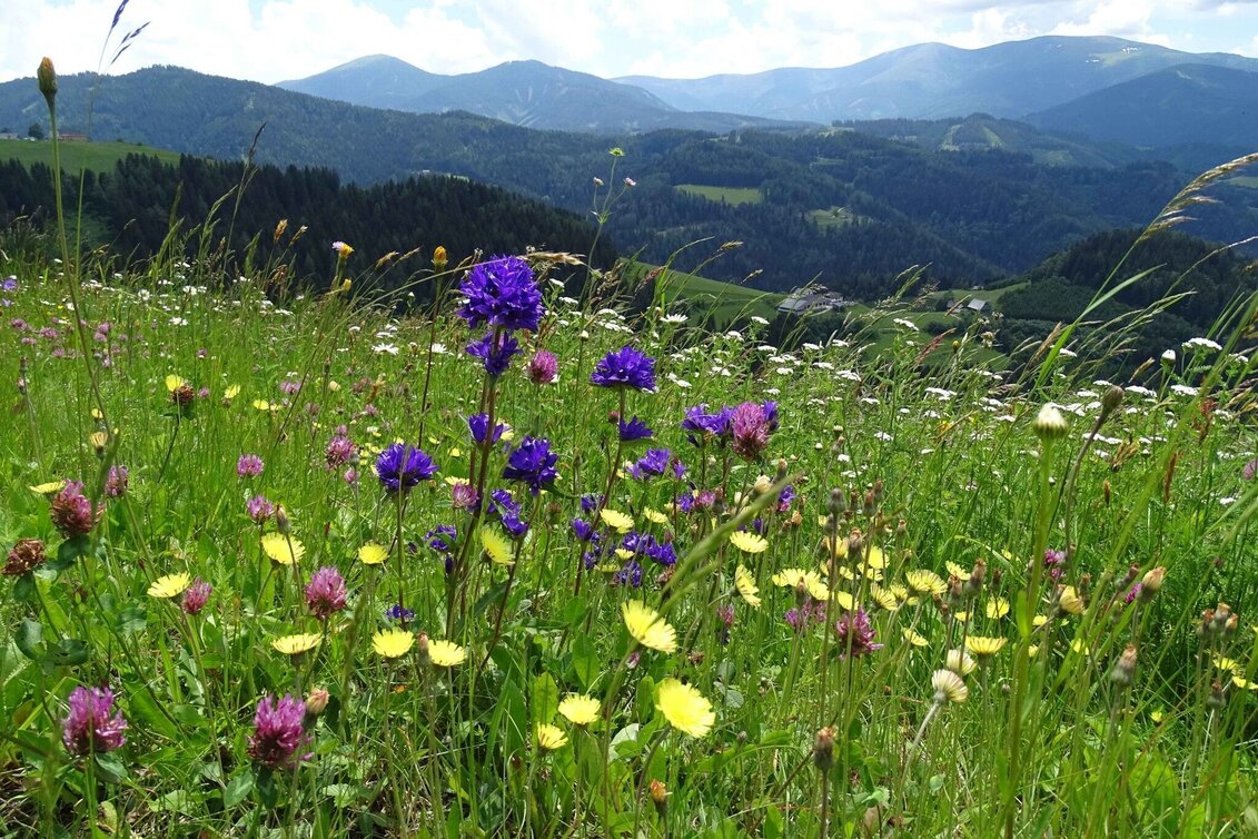Hiking route Steinplan starting Oberkamper - Touren-Impression #1 | © Weges OG