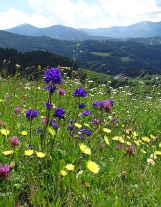 Blumenwiesen | Weges OG | © Weges OG