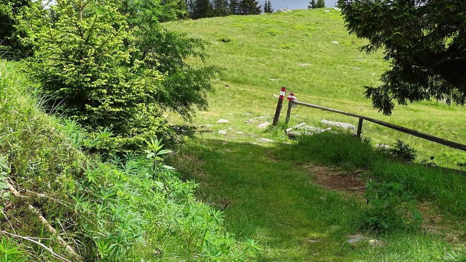 Hiking route Steinplan starting Oberkamper - Touren-Impression #2.4 | © Weges OG