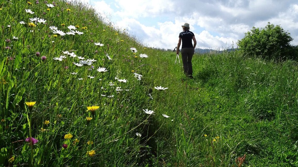 Hiking route Steinplan starting Oberkamper - Touren-Impression #2.5 | © Weges OG