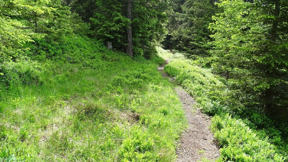 Hiking route Steinplan starting Oberkamper - Touren-Impression #2.8 | © Weges OG