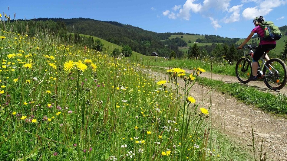 Radfahren Steinplan – Knittelfelds Hausberg - Touren-Impression #2.7 | © Weges OG