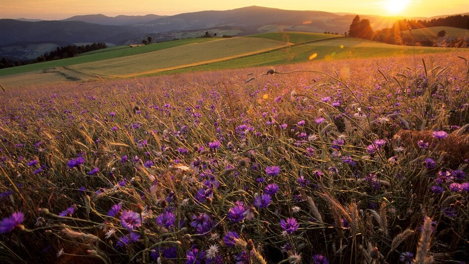 Bike Riding Discovery Tour 7 - Vorau / St.Lorenzen am Wechsel / Rohrbach an der Lafnitz / Hartberg / Pöllau / Vorau - Touren-Impression #2.3 | © Oststeiermark Tourismus