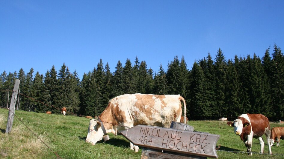 Hiking route Sommerberg - Hocheck - Malleistenalm - Touren-Impression #2.1 | © Maria Steindl
