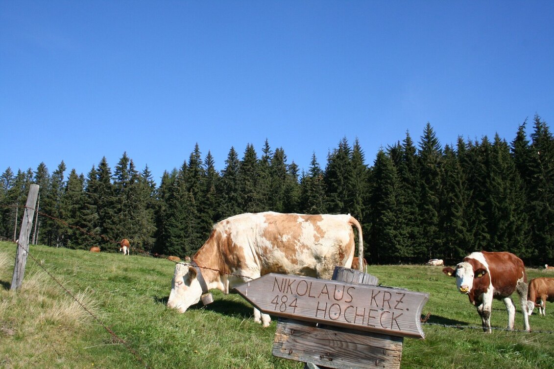 Hiking route Sommerberg - Hocheck - Malleistenalm - Touren-Impression #1 | © Maria Steindl