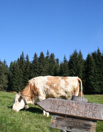 Wegweiser Malleisten Alm - Hocheck | Maria Steindl | © Maria Steindl