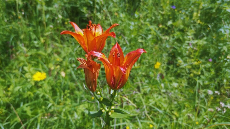 Wanderung Von Mürzsteg zur Kleinveitschalm im Naturpark Mürzer Oberland - Touren-Impression #2.2 | © TV Hochsteiermark