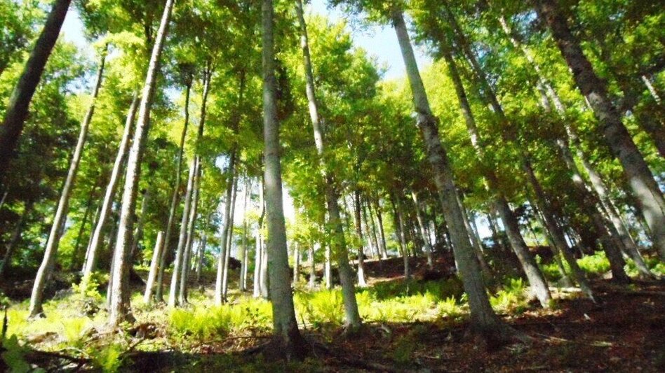 Wanderung Turnersteig (545) - Touren-Impression #2.1 | © Region Graz