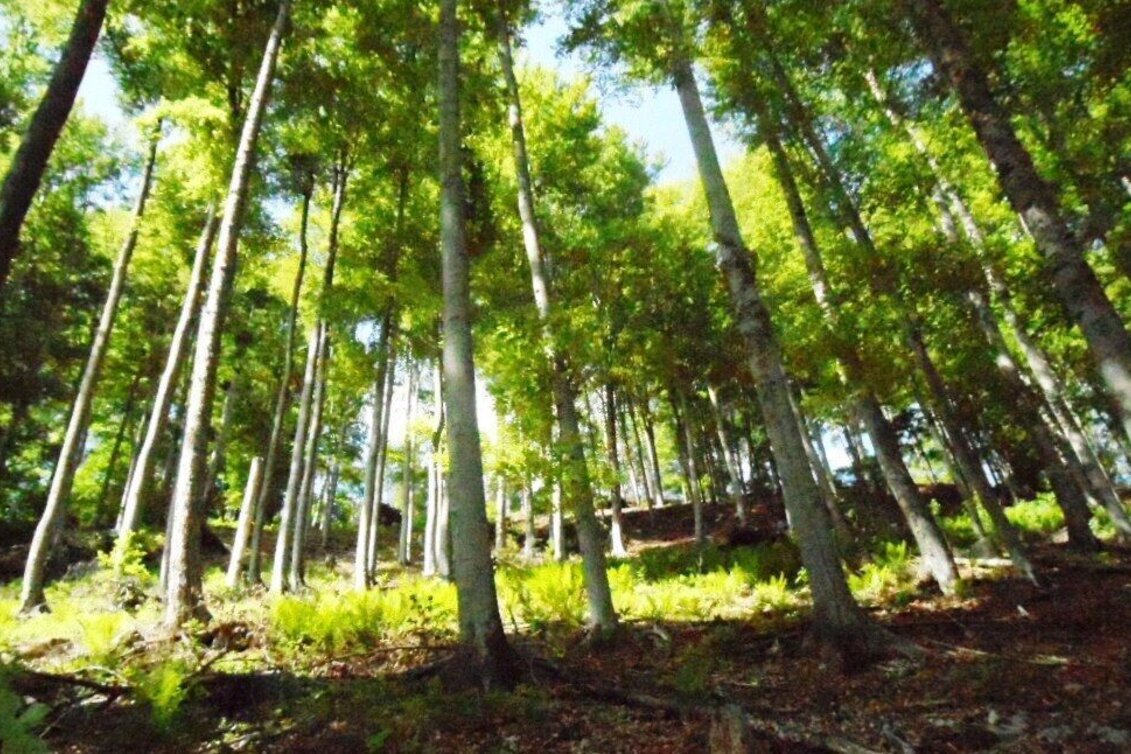 Wanderung Turnersteig (545) - Touren-Impression #1 | © Region Graz